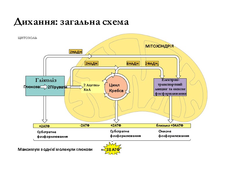 Дихання: загальна схема Гліколіз Глюкоза 2Пірувати 2 Ацетил- КоА Цикл  Кребса Електрон- транспортний